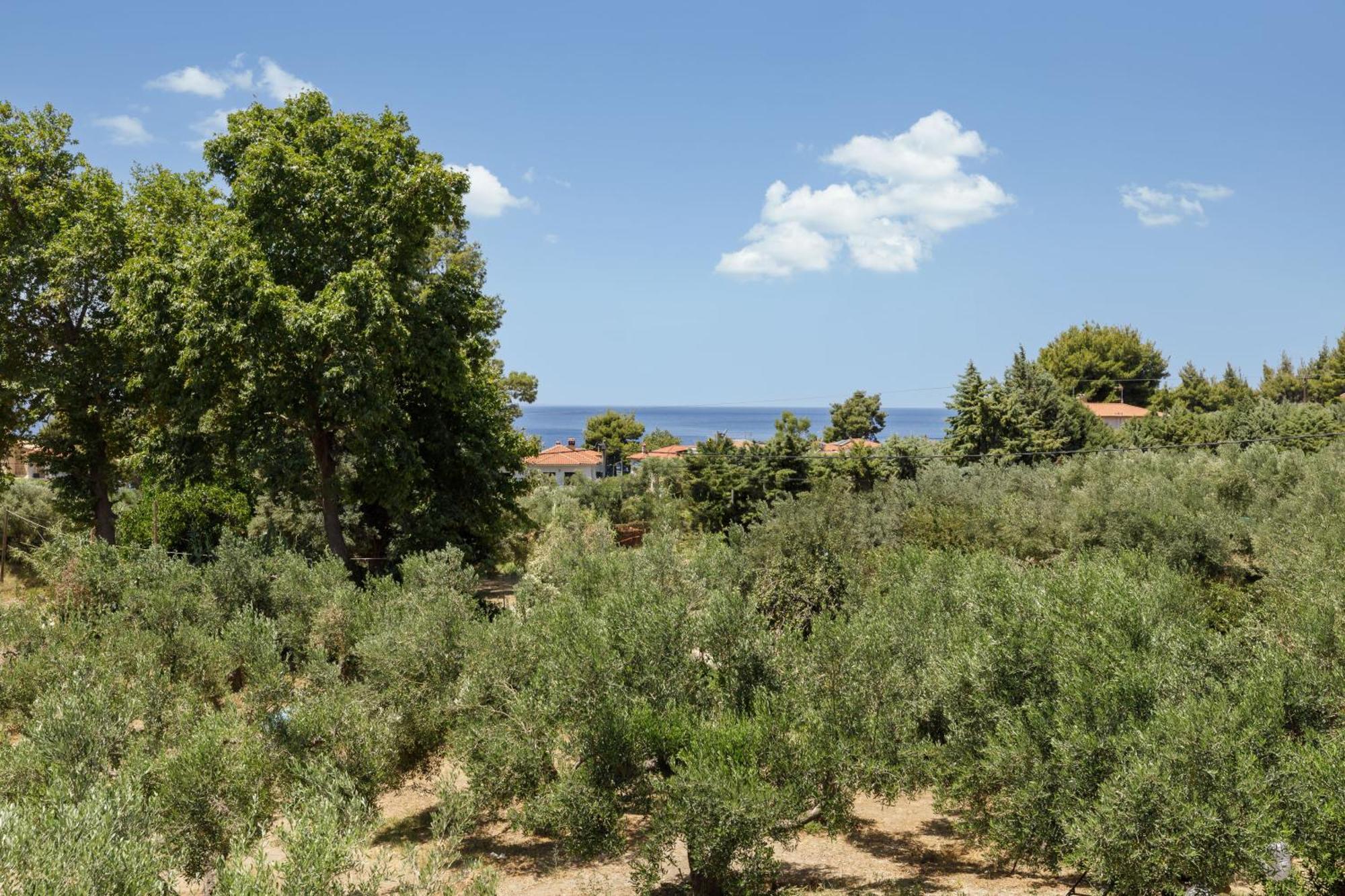 Olea Villas By Halu!, Cozy Villa In Nikiti Lagomandra Bagian luar foto